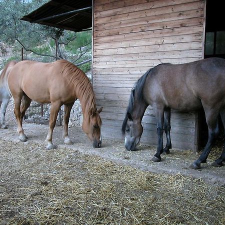 Agriturismo Istrice Innamorato Campello sul Clitunno Esterno foto