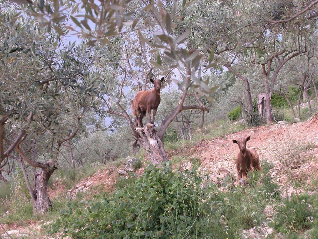 Agriturismo Istrice Innamorato Campello sul Clitunno Esterno foto