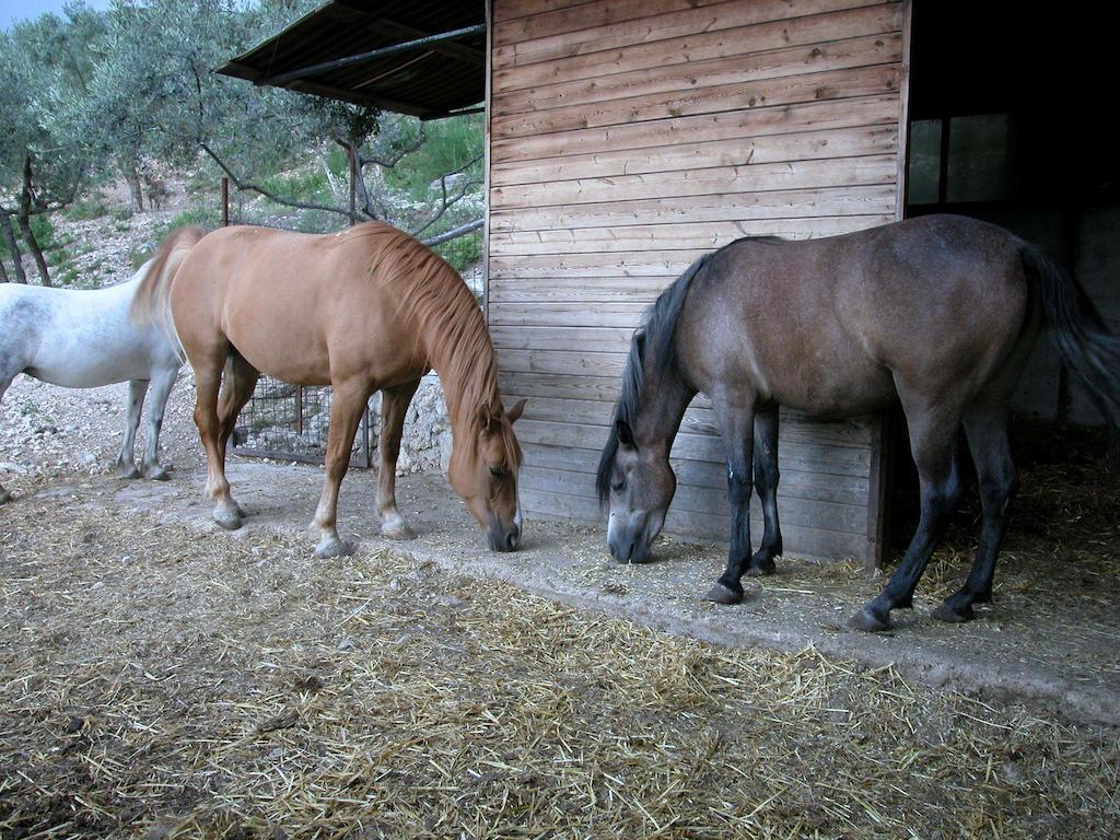 Agriturismo Istrice Innamorato Campello sul Clitunno Esterno foto